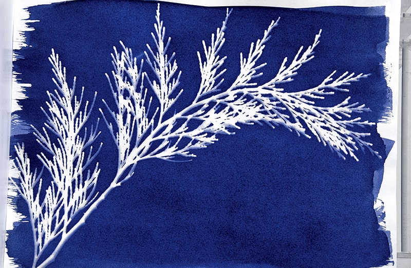 Światłoczułe arkusze bawełny przygotowane do cyjanotypii z ułożonymi liśćmi.